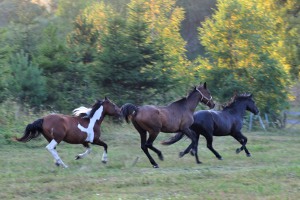 Galopujące konie, sierpień 2013